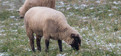 schwarzk_fleischschaf