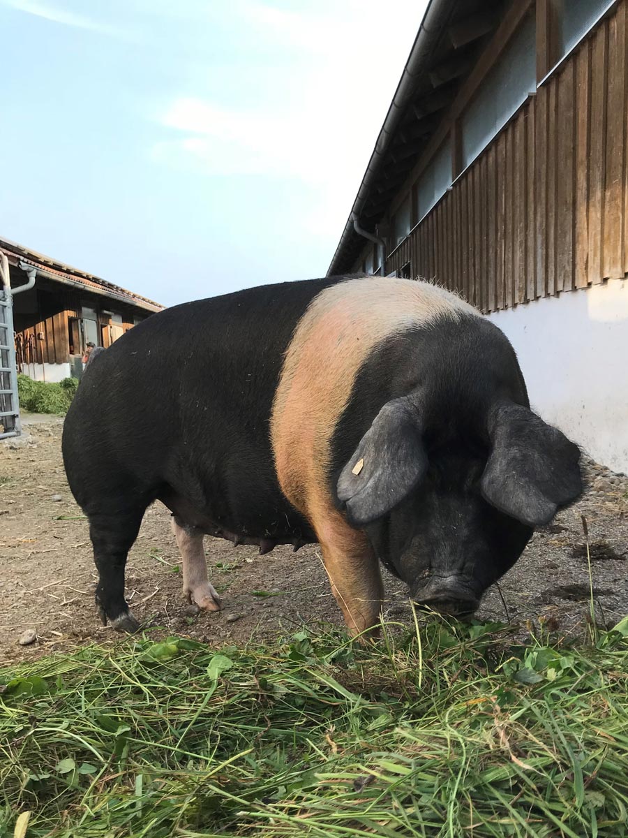 Schwäbisch-Hällisches Mutterschwein